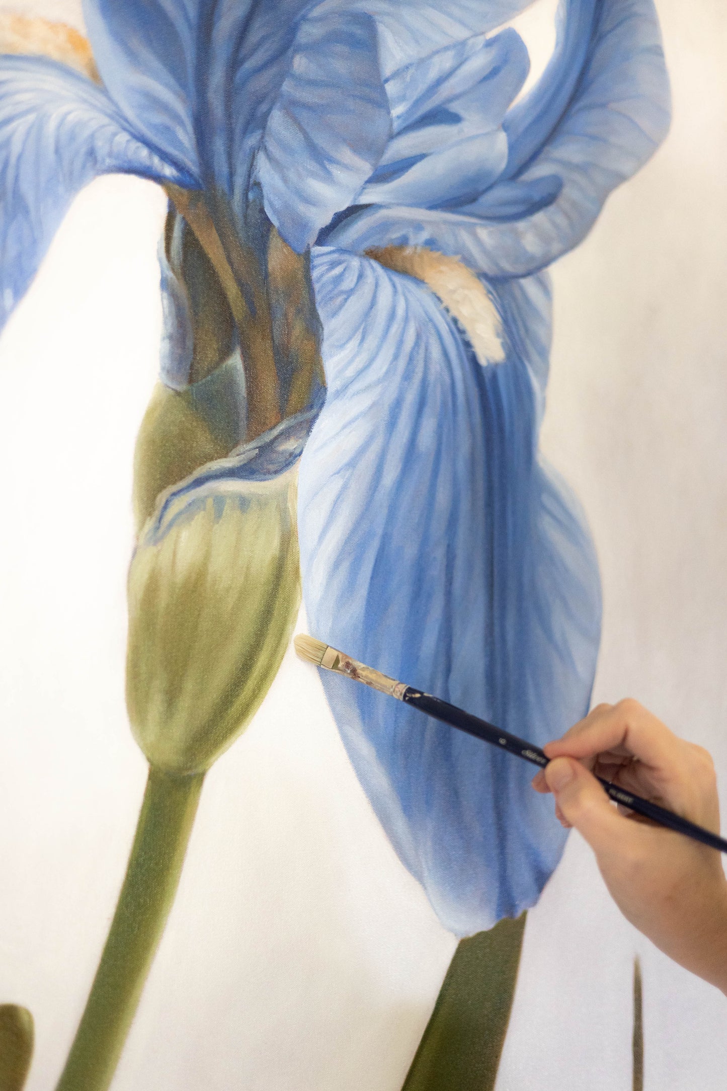 "Majesty" Iris