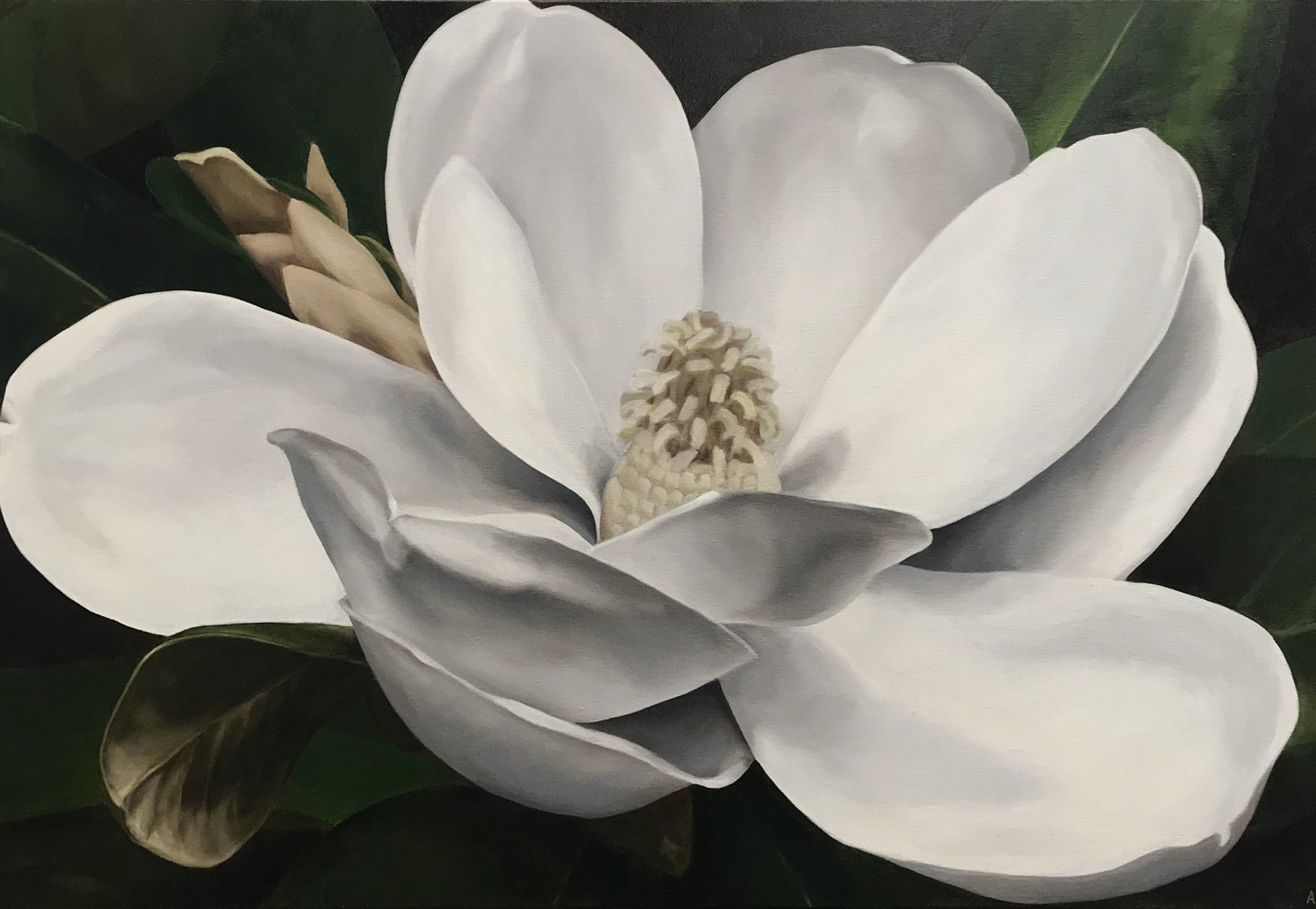 Grace Magnolia Flower Oil Painting by Amy Crews