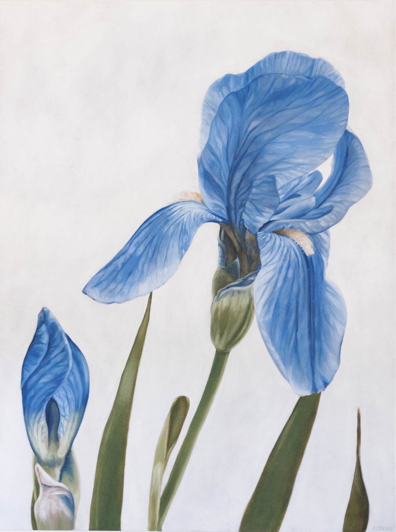 "Majesty" Iris
