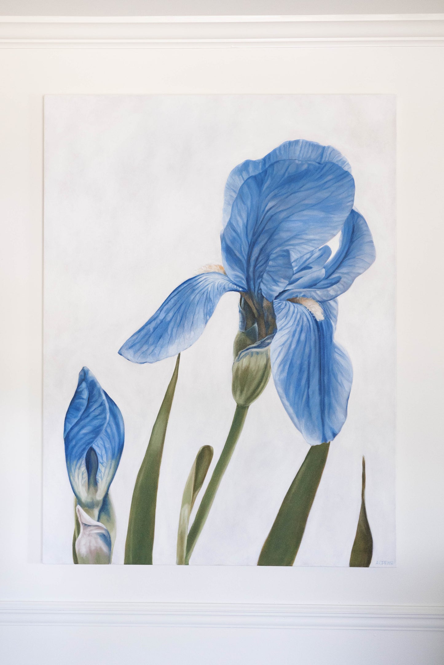 "Majesty" Iris