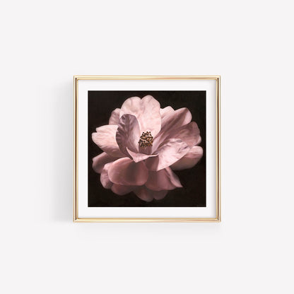 "Vespers 2"- Camellia Print