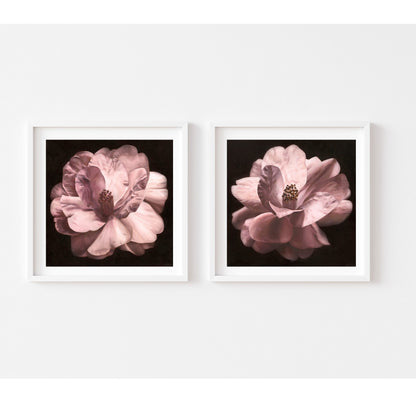 "Vespers 2"- Camellia Print